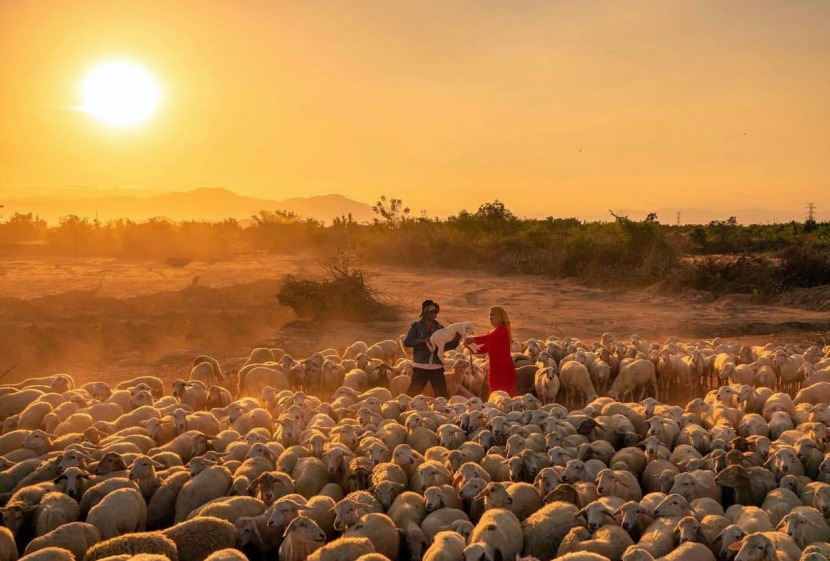 an-hoa-sheep-field-ninh-thuan