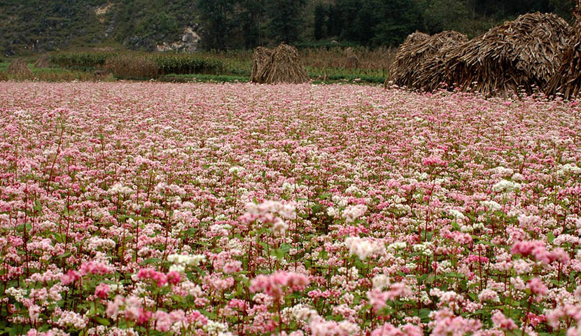 buckwheat-flower-ha-giang