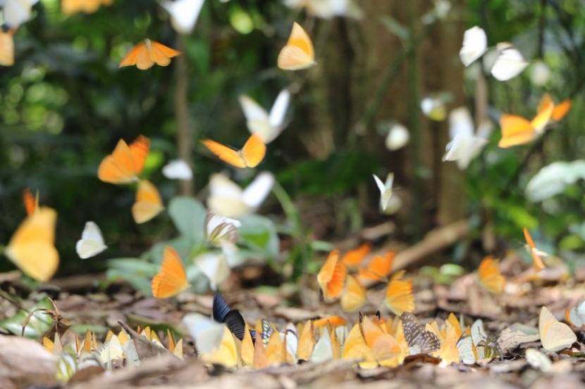 butterfly-season-cuc-phuong
