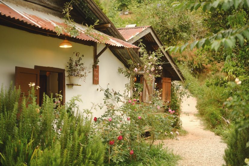 cay-cam-ngot-cafe-dalat