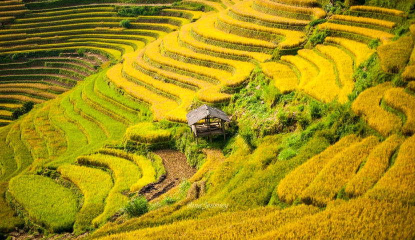 mu-cang-chai-rice-terrace