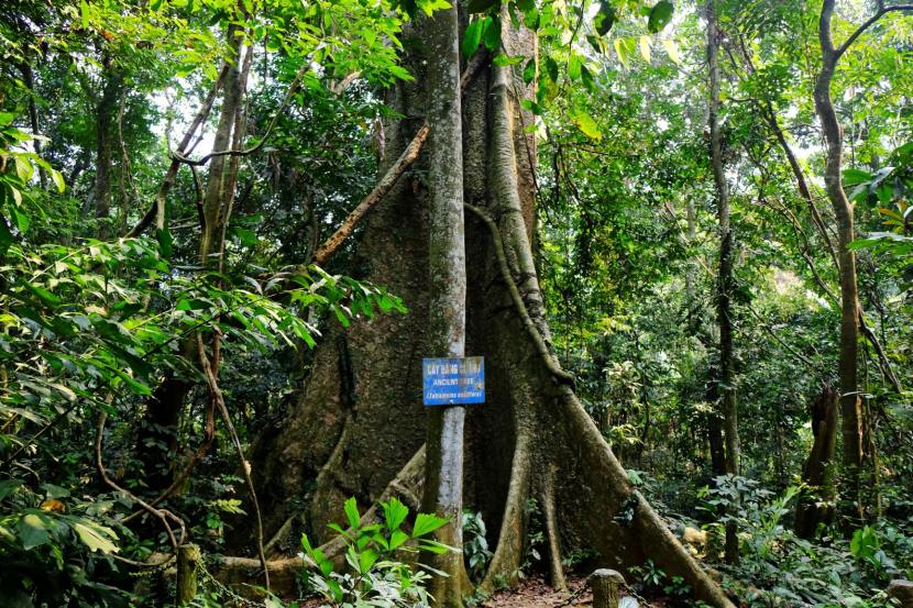 old-tree-cuc-phuong-national-park