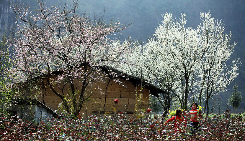 plum-flower-season-hagiang