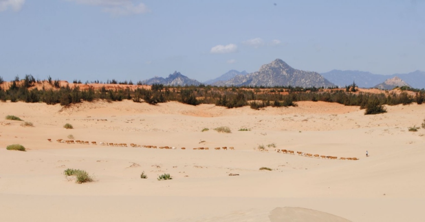 sand-dunes-nam-cuong-ninh-thuan