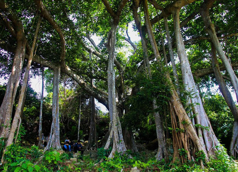 visit-thousand-years-old-banyan-tree-by-motorbike-in-danang